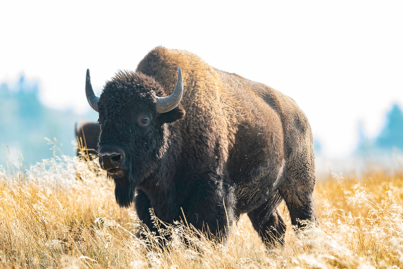 bison