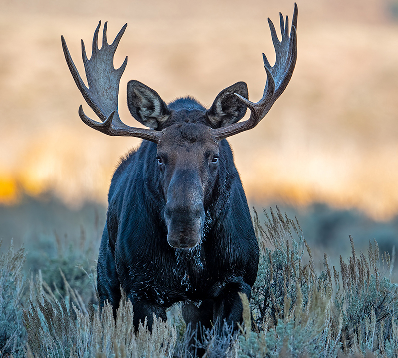 moose