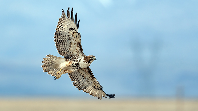 Red-tailed Hawk