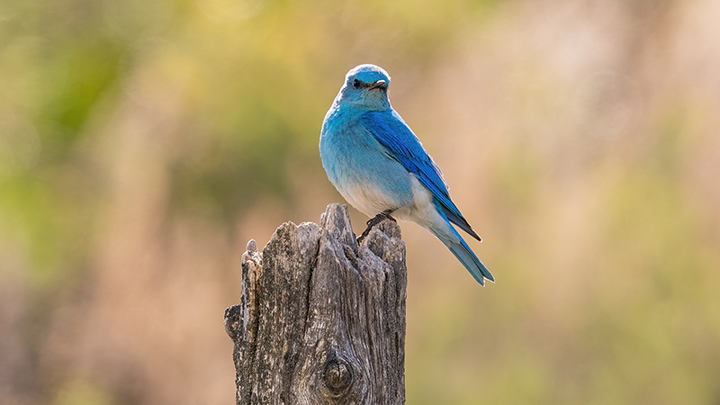 Mountain Bluebird