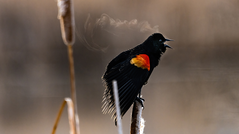 Red-winged Blackbird