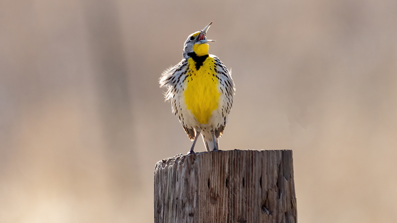 Western Meadowlark