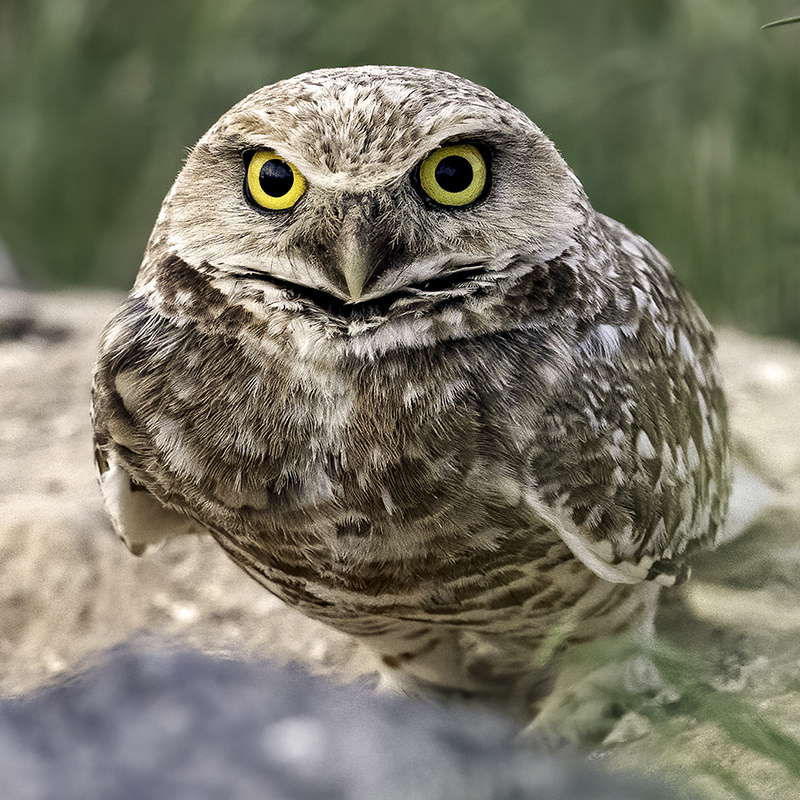 burrowing owl