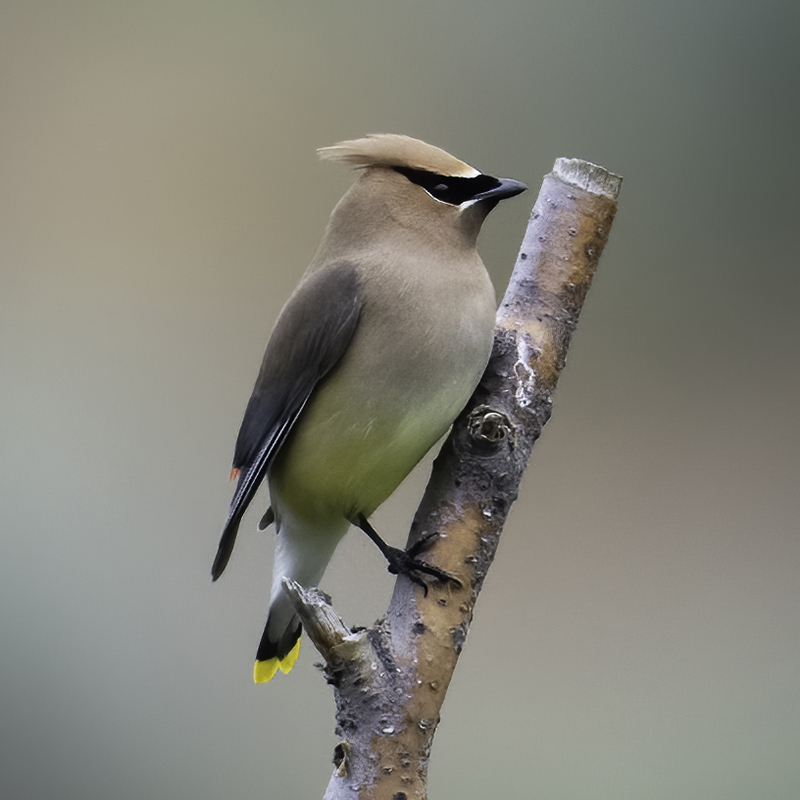 waxwing