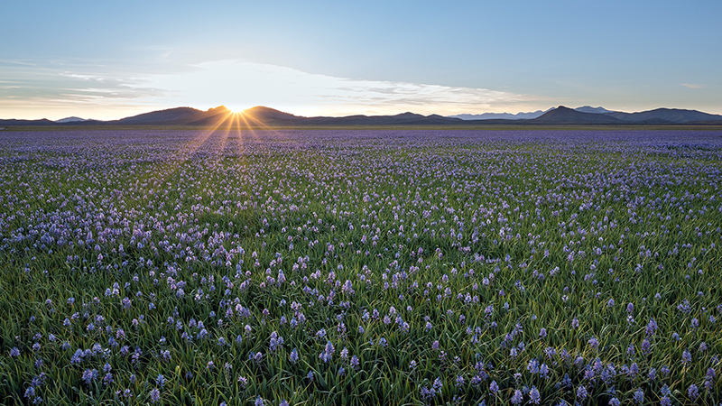 Camas Prairie