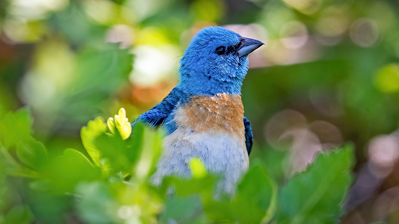Lazuli Bunting