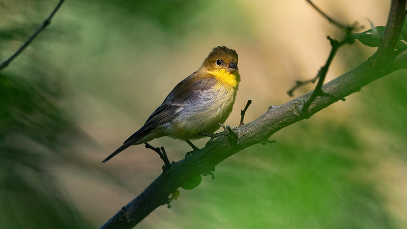 Lesser Goldfinch